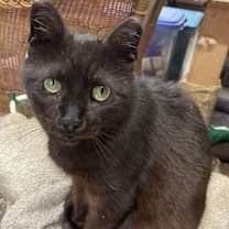 Thumbnail photo of Precious #2