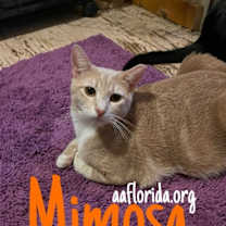 Thumbnail photo of Mimosa #1