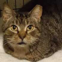 Thumbnail photo of Pezzy #1