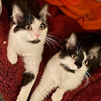 Thumbnail photo of Monroe and Marilyn #2