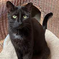 adopt-pet