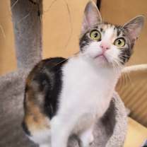 Thumbnail photo of TUKTIREY #2