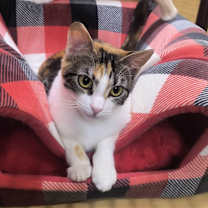 Thumbnail photo of TUKTIREY #4