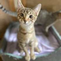 Thumbnail photo of Mistie #3