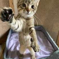 Thumbnail photo of Mistie #4