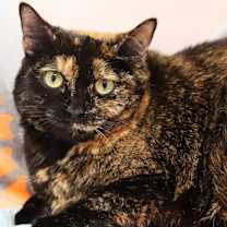 Thumbnail photo of Evie #1