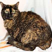 Thumbnail photo of Evie #3