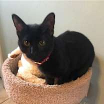 Thumbnail photo of Peaches C Cream #1