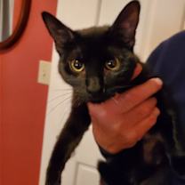 Thumbnail photo of Peaches C Cream #2