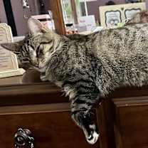 Thumbnail photo of Dinky 😺 #1