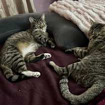 Thumbnail photo of Dinky 😺 #2
