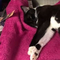 Thumbnail photo of OREO #2