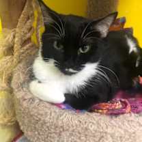 Thumbnail photo of OREO #3