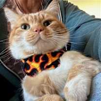 Thumbnail photo of Corley #1