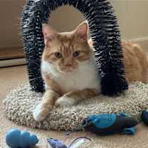 Thumbnail photo of Corley #2