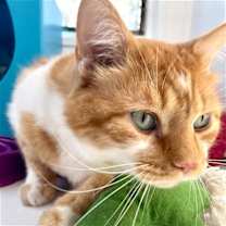 Thumbnail photo of Corley #4