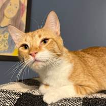 Thumbnail photo of Quesarito #1