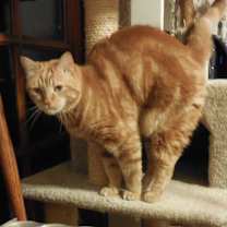 Thumbnail photo of McCovey #3