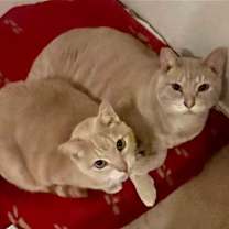 Thumbnail photo of Me-Too #4