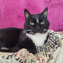 Thumbnail photo of Camellia #1