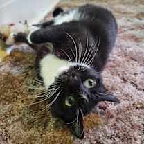 Thumbnail photo of Camellia #2