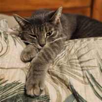 Thumbnail photo of Mink - AD #3