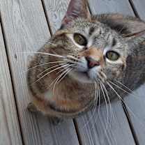 Thumbnail photo of Suzy Snowflake #4