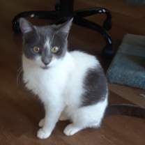 Thumbnail photo of Cirra #1