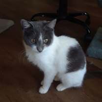 Thumbnail photo of Cirra #2