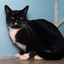 Thumbnail photo of Mr. Hans - Cat Room #4