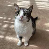 Thumbnail photo of Felicity TCC #1