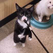 Thumbnail photo of HAMLET #2