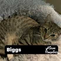 Thumbnail photo of Biggs #1