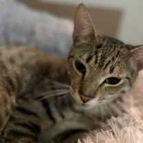 Thumbnail photo of Biggs #2