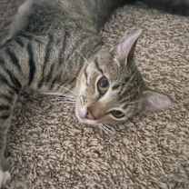 Thumbnail photo of Biggs #3