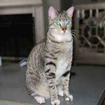 Thumbnail photo of Biggs #4
