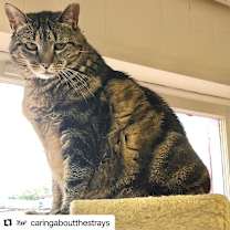 Thumbnail photo of Amber #4