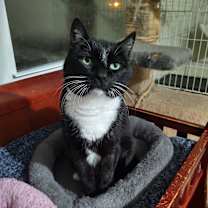 Thumbnail photo of Camellia #3