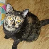 Thumbnail photo of Petunia #1