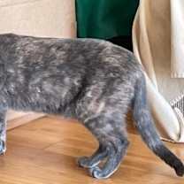 Thumbnail photo of Skittles - Petsmart Foster Home #4