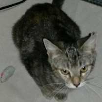 Thumbnail photo of Malika-Petsmart Foster Home #1