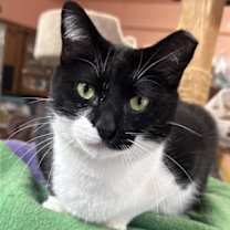 adopt-pet