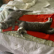 Thumbnail photo of Stella #3