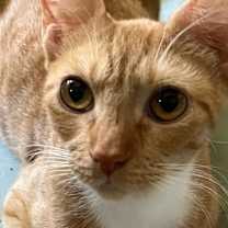 Thumbnail photo of Daisy - Petsmart Plantation Foster Home #1