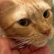 Thumbnail photo of Daisy - Petsmart Plantation Foster Home #2