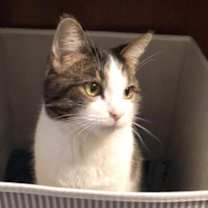 Thumbnail photo of zz 'Pusheen' courtesy listing #1