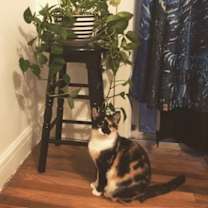 Thumbnail photo of zz 'Yuki' courtesy listing #1