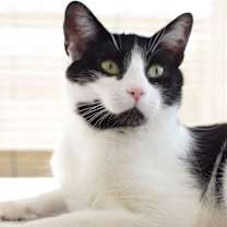 Thumbnail photo of Bagel #1