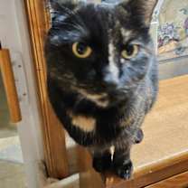 Thumbnail photo of Mocha #1