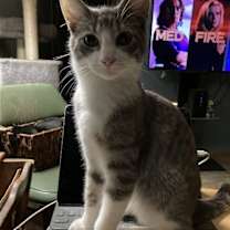 Thumbnail photo of Carson -OHIO #1